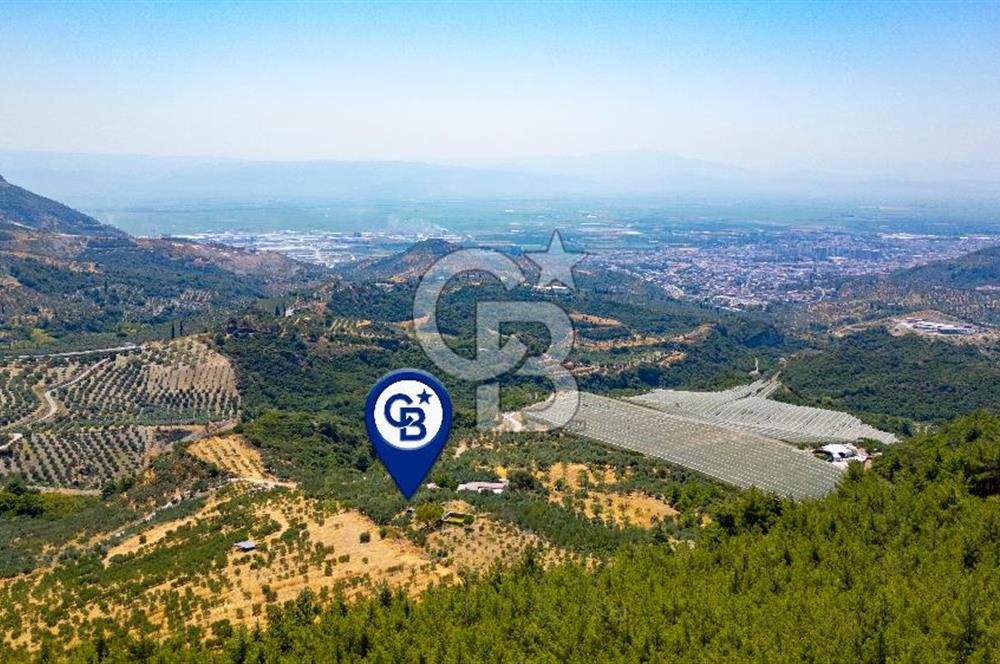 Aydın Söke'de Satılık Zeytinlik