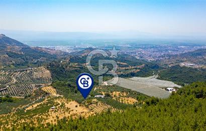 Aydın Söke'de Satılık Zeytinlik