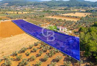 Urla Uzunkuyu'da Satılık 9036 m² içinde Tek Katlı Taş Çiftlik Evi 