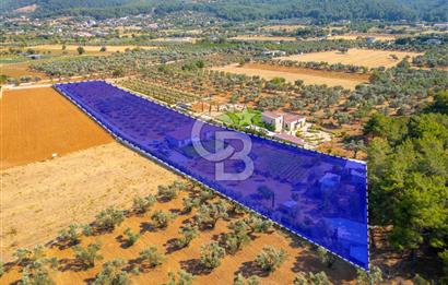 Urla Uzunkuyu'da Satılık 9036 m² içinde Tek Katlı Taş Çiftlik Evi 
