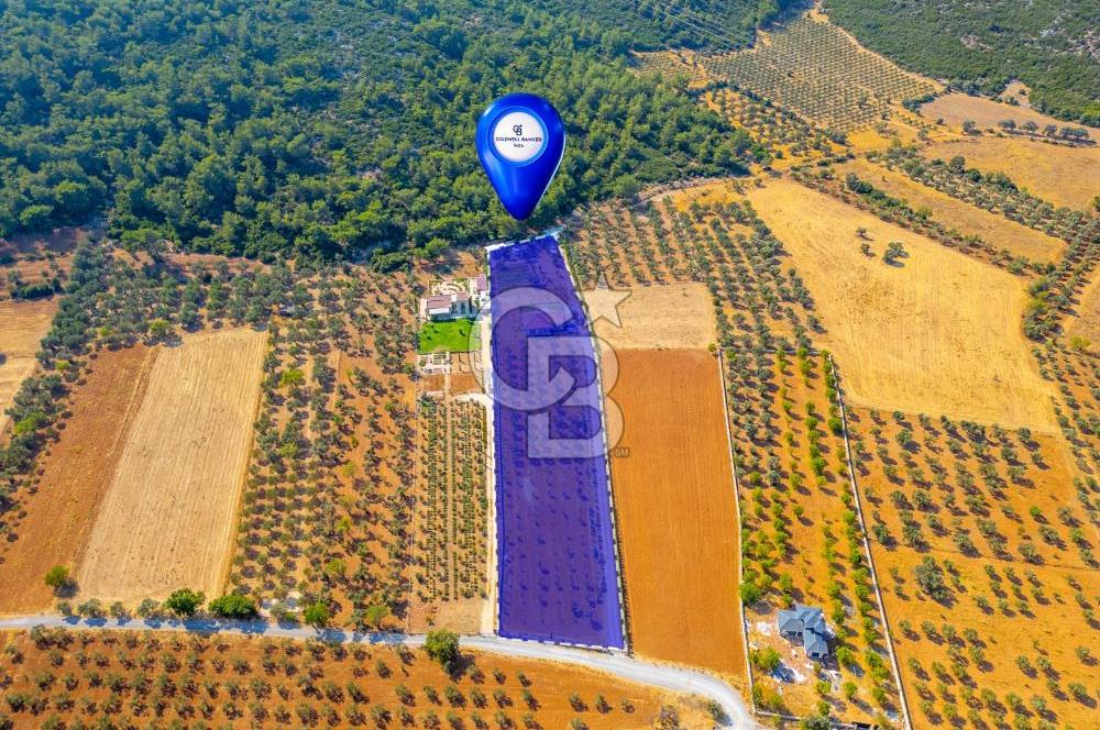 Urla Uzunkuyu'da Satılık 9036 m² içinde Tek Katlı Taş Çiftlik Evi 