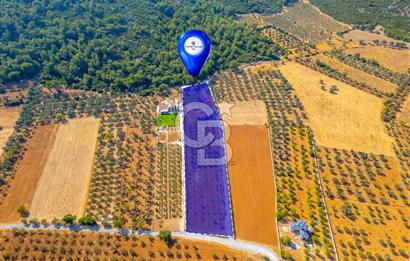 Urla Uzunkuyu'da Satılık 9036 m² içinde Tek Katlı Taş Çiftlik Evi 