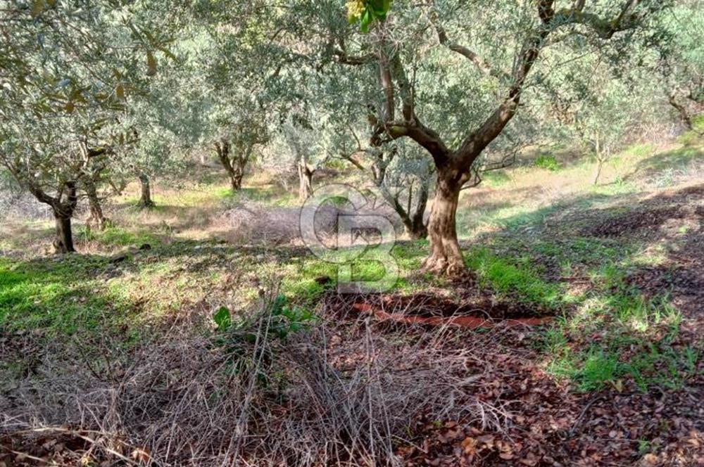 Balıkesir Marmara adası Asmalı satılık 7 dönüm tarla zeytinlik