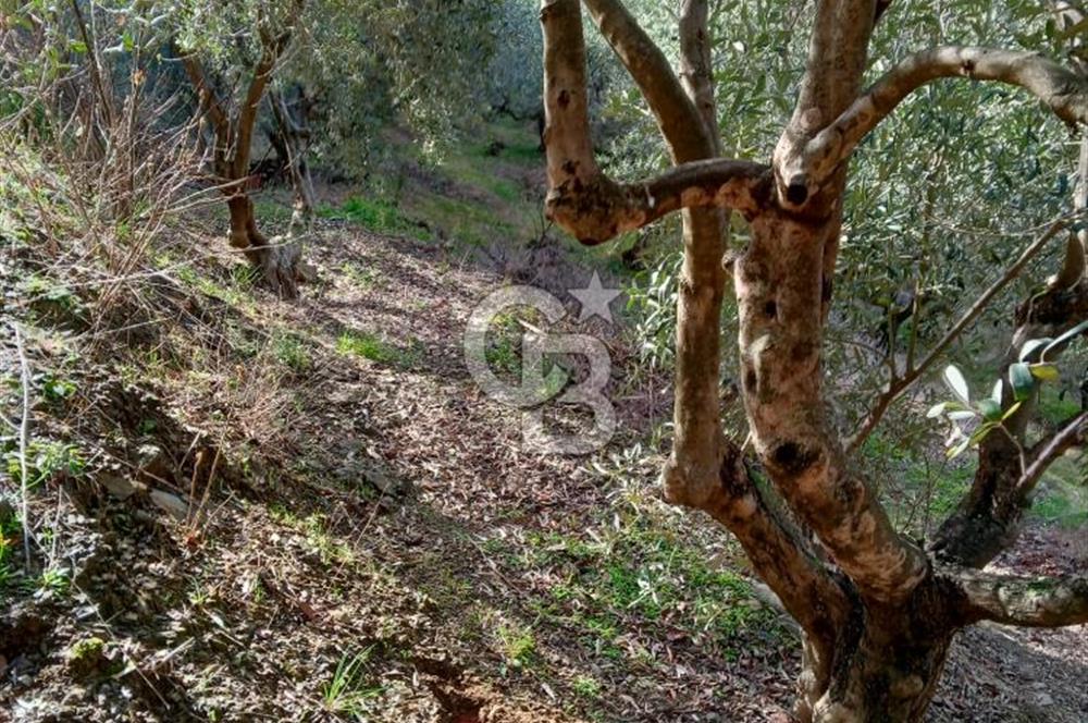 Balıkesir Marmara adası Asmalı satılık 7 dönüm tarla zeytinlik