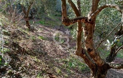 Balıkesir Marmara adası Asmalı satılık 7 dönüm tarla zeytinlik