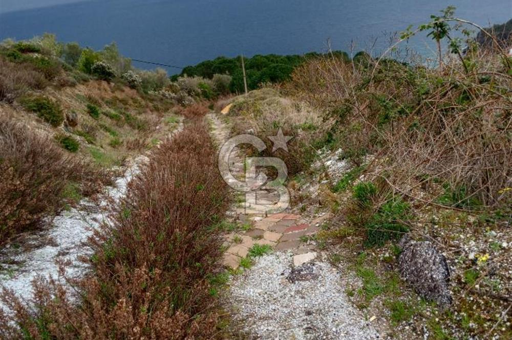 Balıkesir Marmara adası Asmalı satılık 7 dönüm tarla zeytinlik
