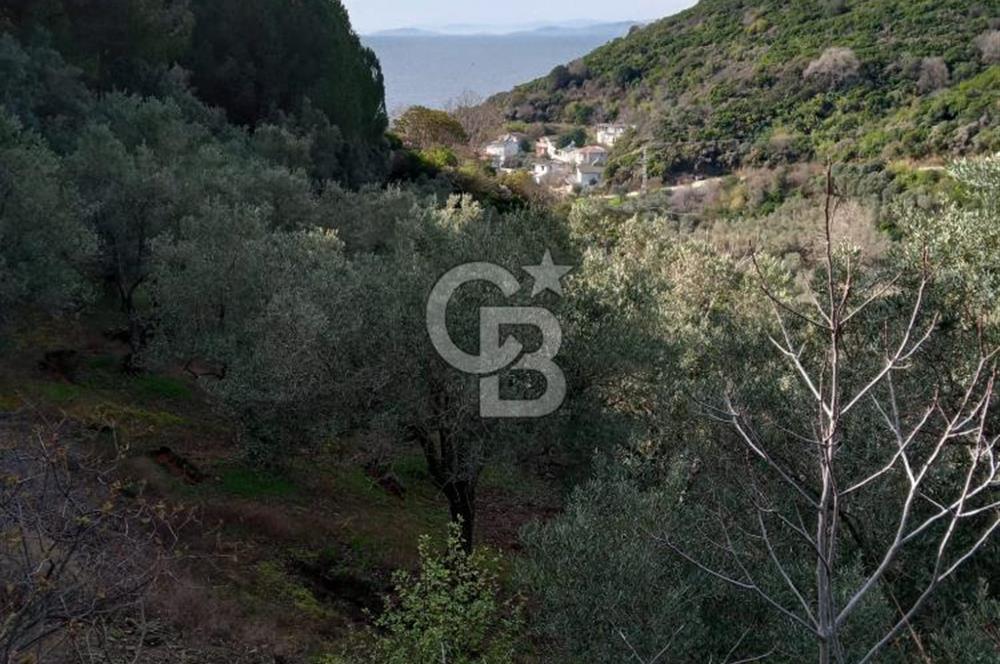 Balıkesir Marmara adası Asmalı satılık 7 dönüm tarla zeytinlik