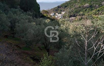 Balıkesir Marmara adası Asmalı satılık 7 dönüm tarla zeytinlik