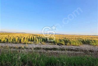 FOÇA YENİ BAĞARASINDA SATILIK 1787M2 HOBİ BAHÇESİ