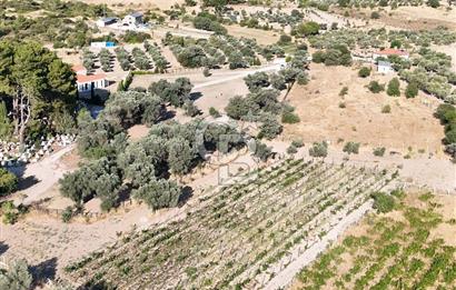 Urla Barbarosta 4 Mevsim Yaşanabilir Sertifikalı Bağ ve Tarla