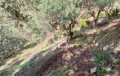 Balıkesir Marmara adası Asmalı satılık 7 dönüm tarla zeytinlik