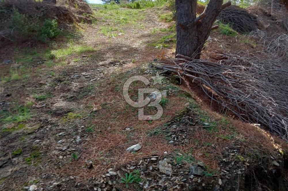 Balıkesir Marmara adası Asmalı satılık 7 dönüm tarla zeytinlik