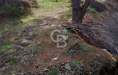 Balıkesir Marmara adası Asmalı satılık 7 dönüm tarla zeytinlik