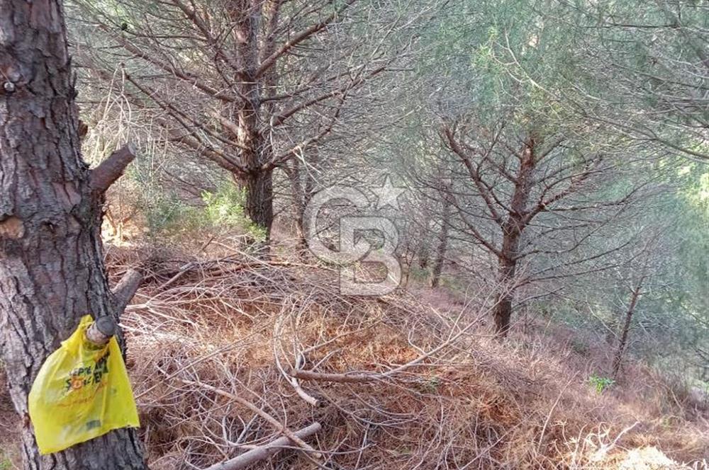 Balıkesir Marmara adası Asmalı satılık 7 dönüm tarla zeytinlik