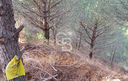 Balıkesir Marmara adası Asmalı satılık 7 dönüm tarla zeytinlik