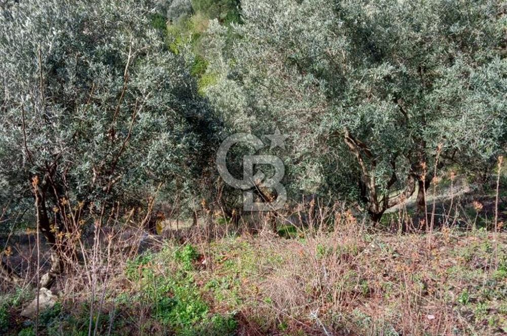 Balıkesir Marmara adası Asmalı satılık 7 dönüm tarla zeytinlik