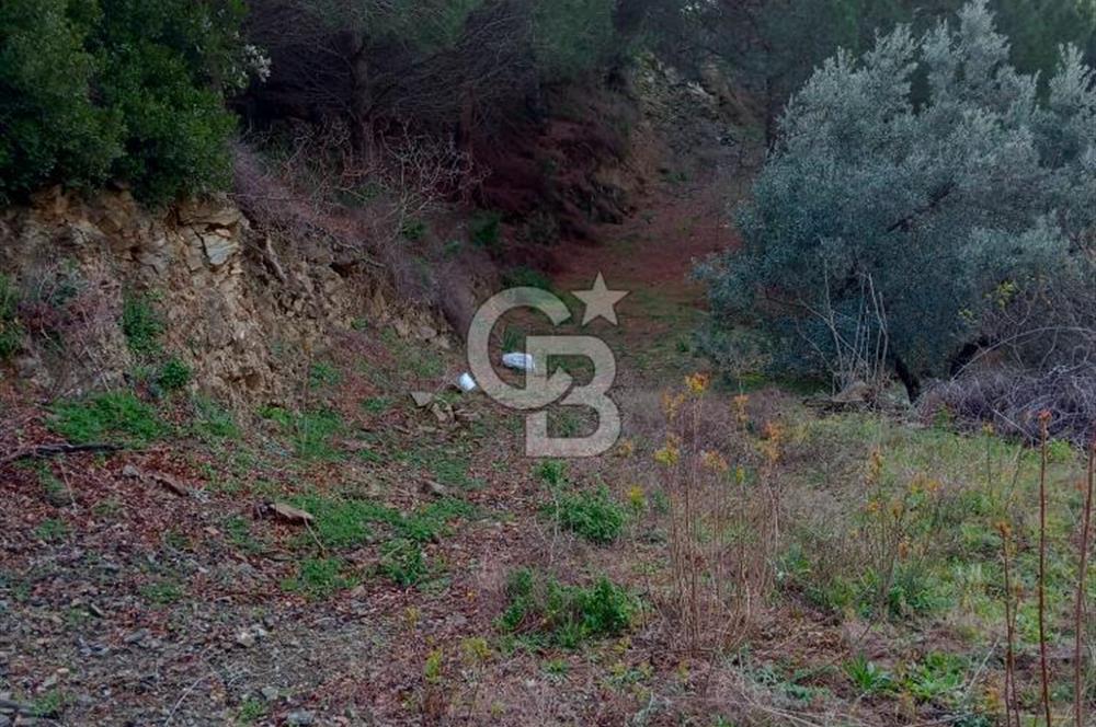 Balıkesir Marmara adası Asmalı satılık 7 dönüm tarla zeytinlik