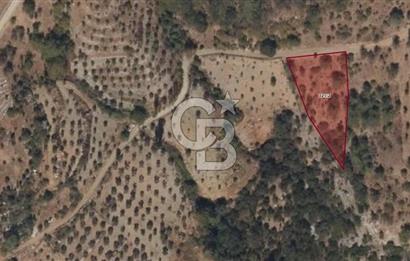 Muğla Çatakbağyaka Mahallesi'nde 2.091 m² Yatırımlık Tarla