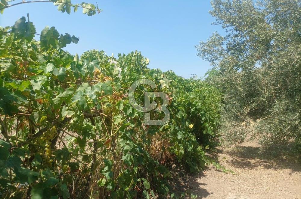 CB İYA'DAN ALİAĞA HELVACIDA SATILIK BÜYÜK PARSEL HOBİ ZEYTİN BAHÇESİ