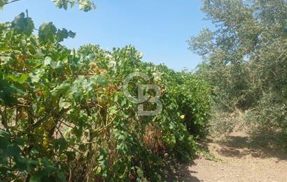 CB İYA'DAN ALİAĞA HELVACIDA SATILIK BÜYÜK PARSEL HOBİ ZEYTİN BAHÇESİ