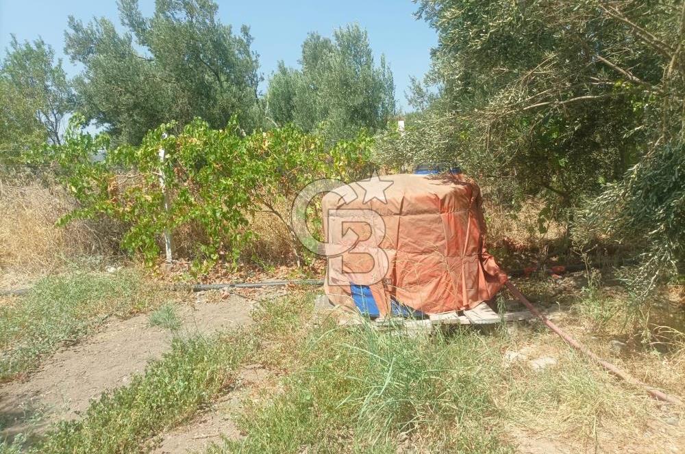 CB İYA'DAN ALİAĞA HELVACIDA SATILIK BÜYÜK PARSEL HOBİ ZEYTİN BAHÇESİ