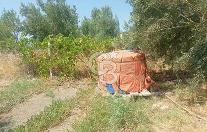 CB İYA'DAN ALİAĞA HELVACIDA SATILIK BÜYÜK PARSEL HOBİ ZEYTİN BAHÇESİ