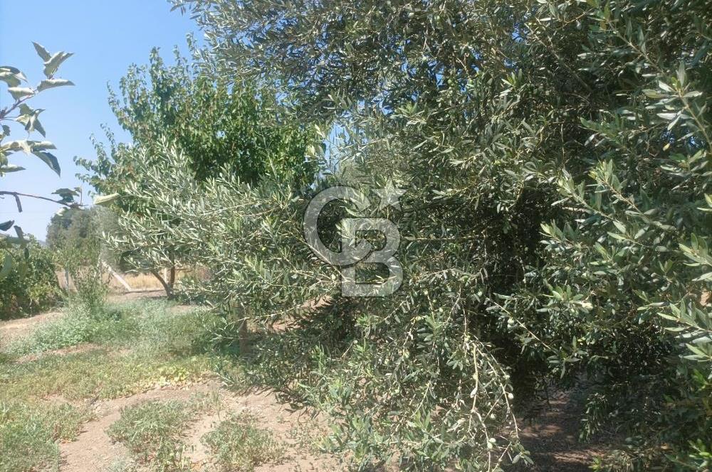 CB İYA'DAN ALİAĞA HELVACIDA SATILIK BÜYÜK PARSEL HOBİ ZEYTİN BAHÇESİ
