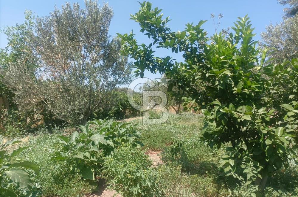 CB İYA'DAN ALİAĞA HELVACIDA SATILIK BÜYÜK PARSEL HOBİ ZEYTİN BAHÇESİ