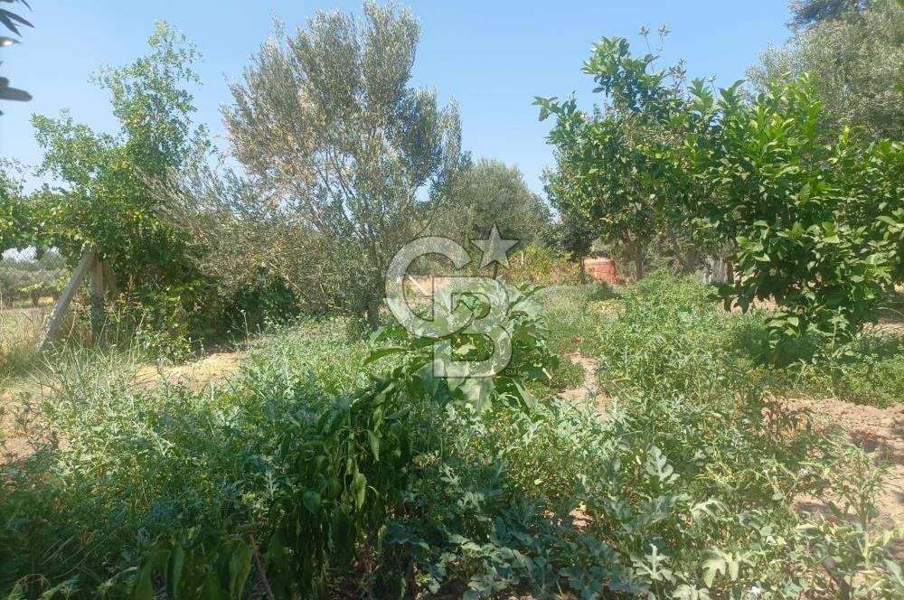 CB İYA'DAN ALİAĞA HELVACIDA SATILIK BÜYÜK PARSEL HOBİ ZEYTİN BAHÇESİ