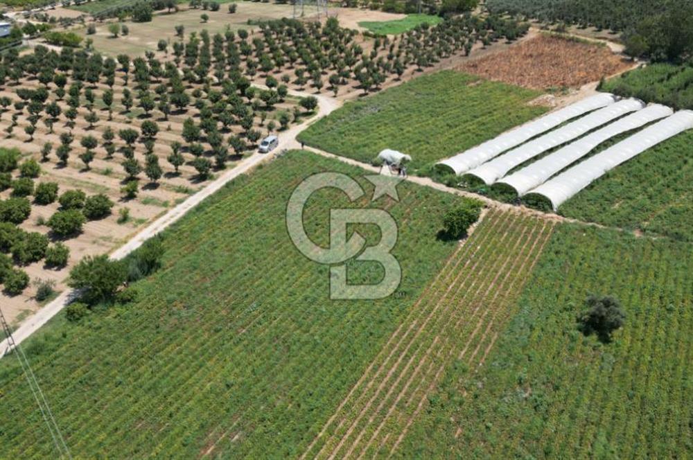CB İYA'DAN MENEMEN EMRALEM'DE SATILIK TEK TAPU TARLA