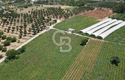 CB İYA'DAN MENEMEN EMRALEM'DE SATILIK TEK TAPU TARLA