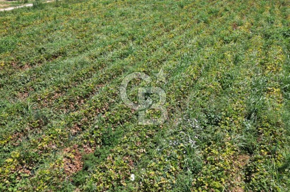 CB İYA'DAN MENEMEN EMRALEM'DE SATILIK TEK TAPU TARLA