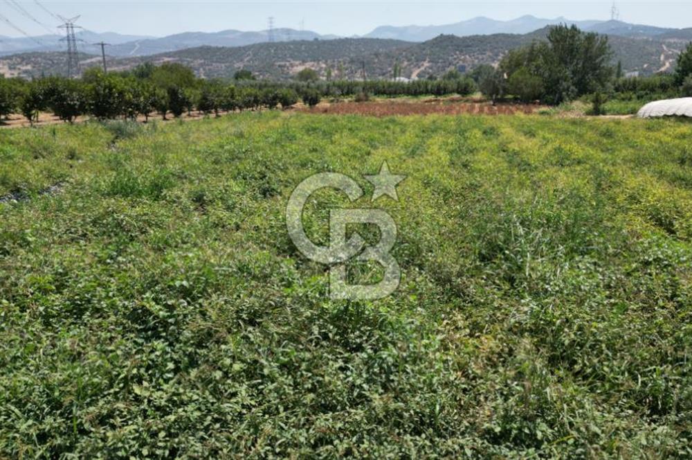 CB İYA'DAN MENEMEN EMRALEM'DE SATILIK TEK TAPU TARLA