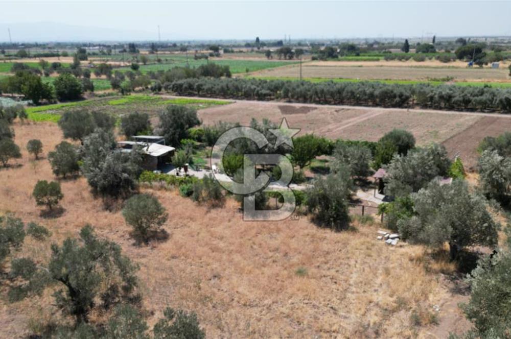 CB İYA'DAN ALİAĞA HELVACIDA SATILIK BÜYÜK PARSEL HOBİ ZEYTİN BAHÇESİ