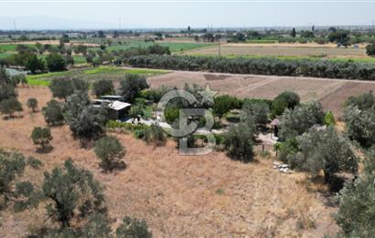 CB İYA'DAN ALİAĞA HELVACIDA SATILIK BÜYÜK PARSEL HOBİ ZEYTİN BAHÇESİ
