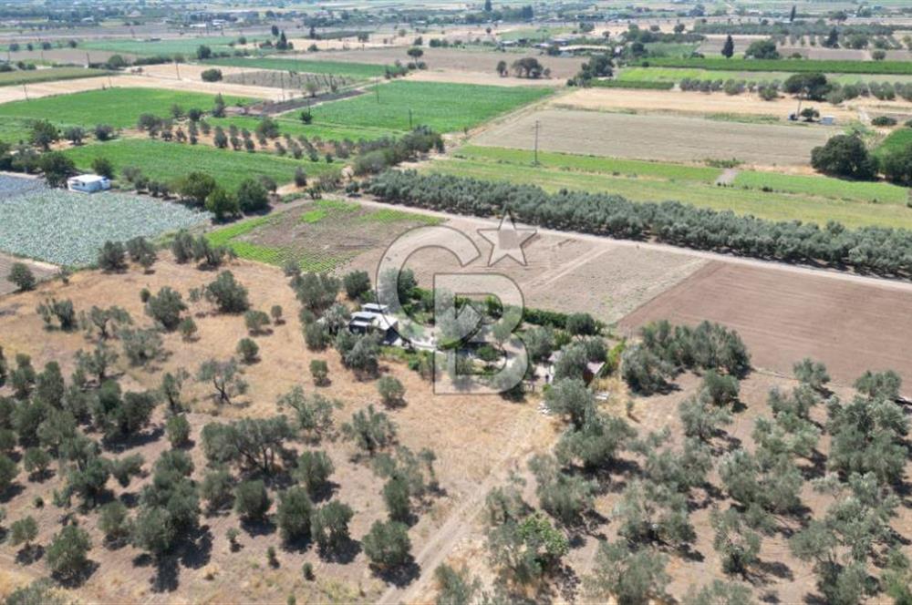 CB İYA'DAN ALİAĞA HELVACIDA SATILIK BÜYÜK PARSEL HOBİ ZEYTİN BAHÇESİ