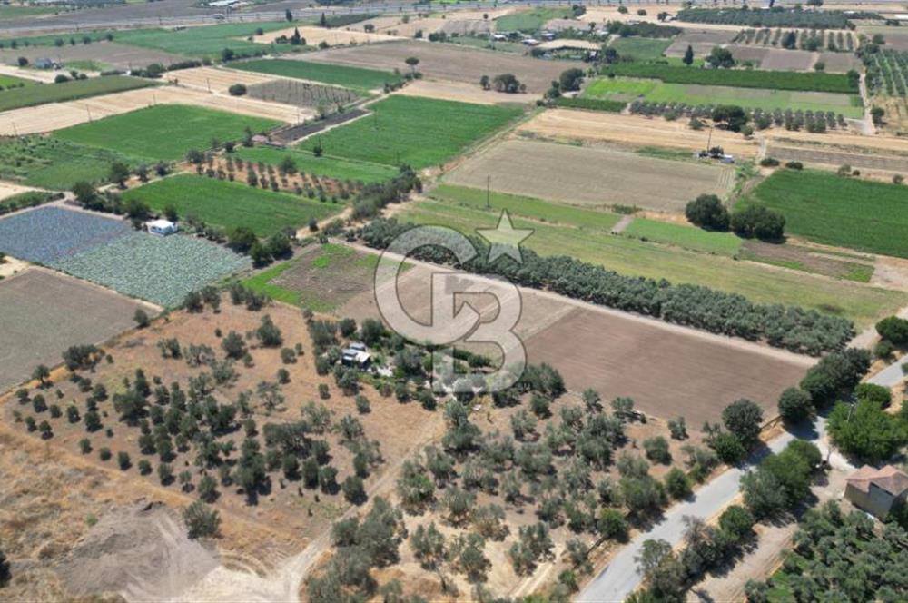 CB İYA'DAN ALİAĞA HELVACIDA SATILIK BÜYÜK PARSEL HOBİ ZEYTİN BAHÇESİ