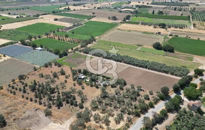 CB İYA'DAN ALİAĞA HELVACIDA SATILIK BÜYÜK PARSEL HOBİ ZEYTİN BAHÇESİ