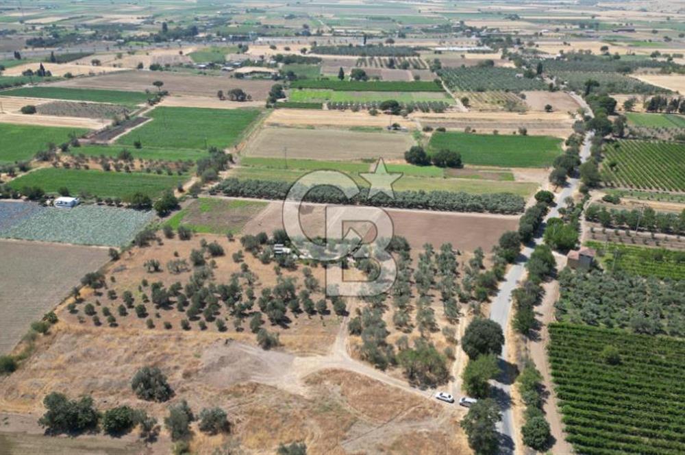 CB İYA'DAN ALİAĞA HELVACIDA SATILIK BÜYÜK PARSEL HOBİ ZEYTİN BAHÇESİ
