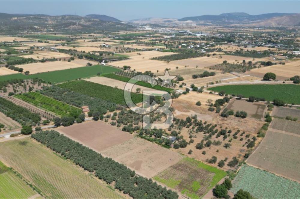 CB İYA'DAN ALİAĞA HELVACIDA SATILIK BÜYÜK PARSEL HOBİ ZEYTİN BAHÇESİ