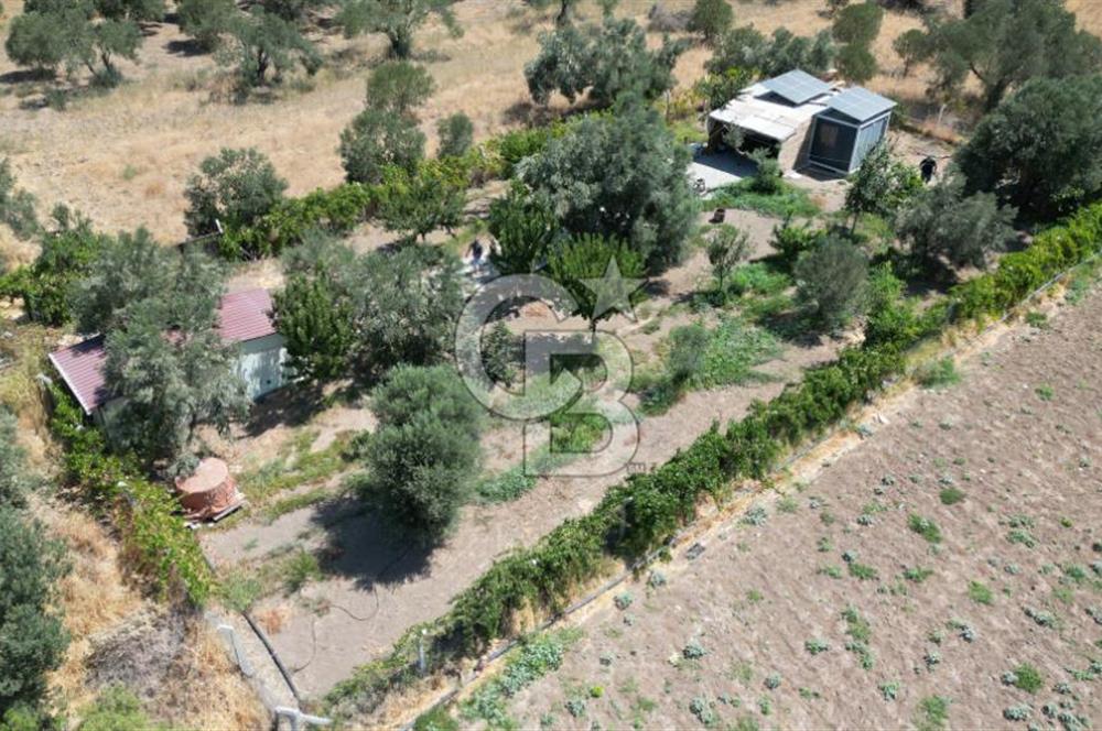 CB İYA'DAN ALİAĞA HELVACIDA SATILIK BÜYÜK PARSEL HOBİ ZEYTİN BAHÇESİ