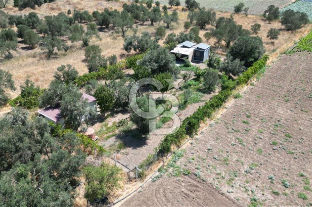 CB İYA'DAN ALİAĞA HELVACIDA SATILIK BÜYÜK PARSEL HOBİ ZEYTİN BAHÇESİ
