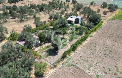 CB İYA'DAN ALİAĞA HELVACIDA SATILIK BÜYÜK PARSEL HOBİ ZEYTİN BAHÇESİ