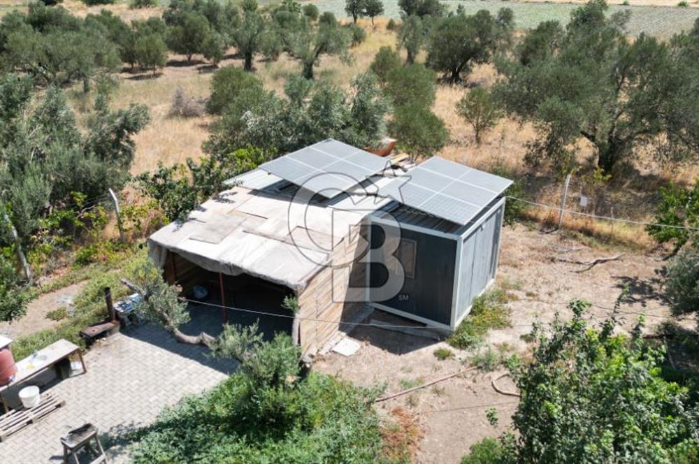 CB İYA'DAN ALİAĞA HELVACIDA SATILIK BÜYÜK PARSEL HOBİ ZEYTİN BAHÇESİ