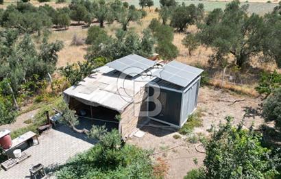 CB İYA'DAN ALİAĞA HELVACIDA SATILIK BÜYÜK PARSEL HOBİ ZEYTİN BAHÇESİ