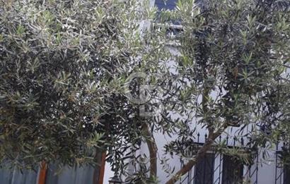 KÜÇÜKKUYU AYVACIKTA 2+1 86 M2 NET MÜSTAKİL BİNA