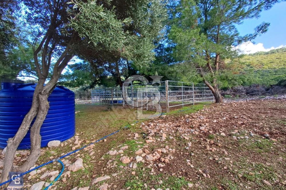 URLA'DA SATILIK ÇİFTLİK EVİ 