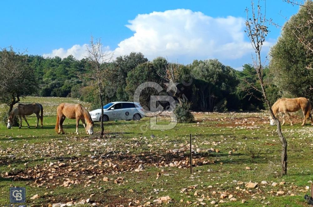 URLA'DA SATILIK ÇİFTLİK EVİ 