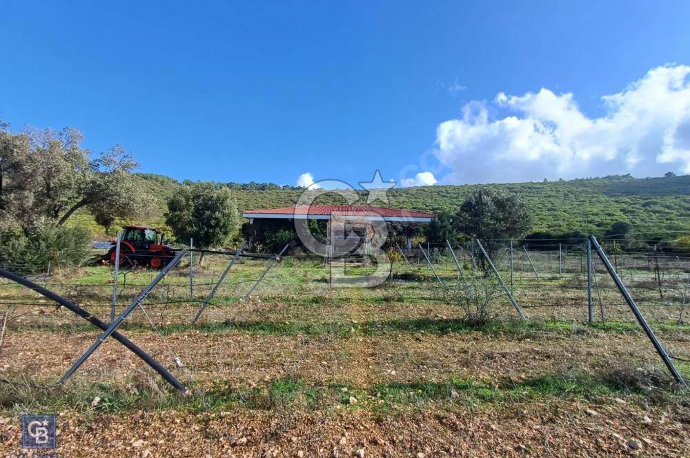 URLA'DA SATILIK ÇİFTLİK EVİ 