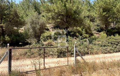 URLA KUŞÇULAR'DA 13.400 M2 YOLA CEPHELİ SATILIK TARLA